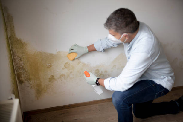 Professional Mold Removal in Crosby, ND