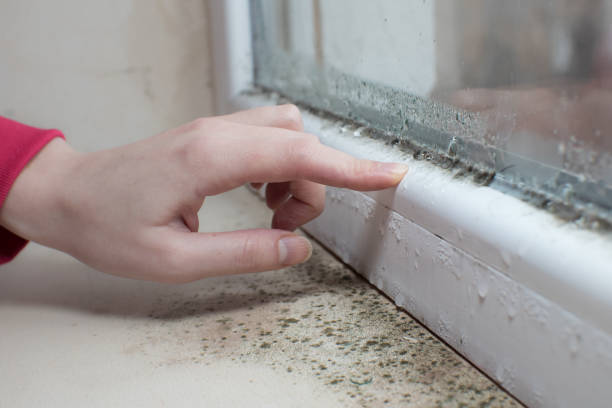 Best Mold Remediation for Vacation Homes  in Crosby, ND