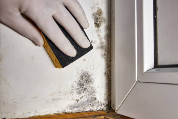 Best Asbestos and Lead Testing During Mold Inspection  in Crosby, ND